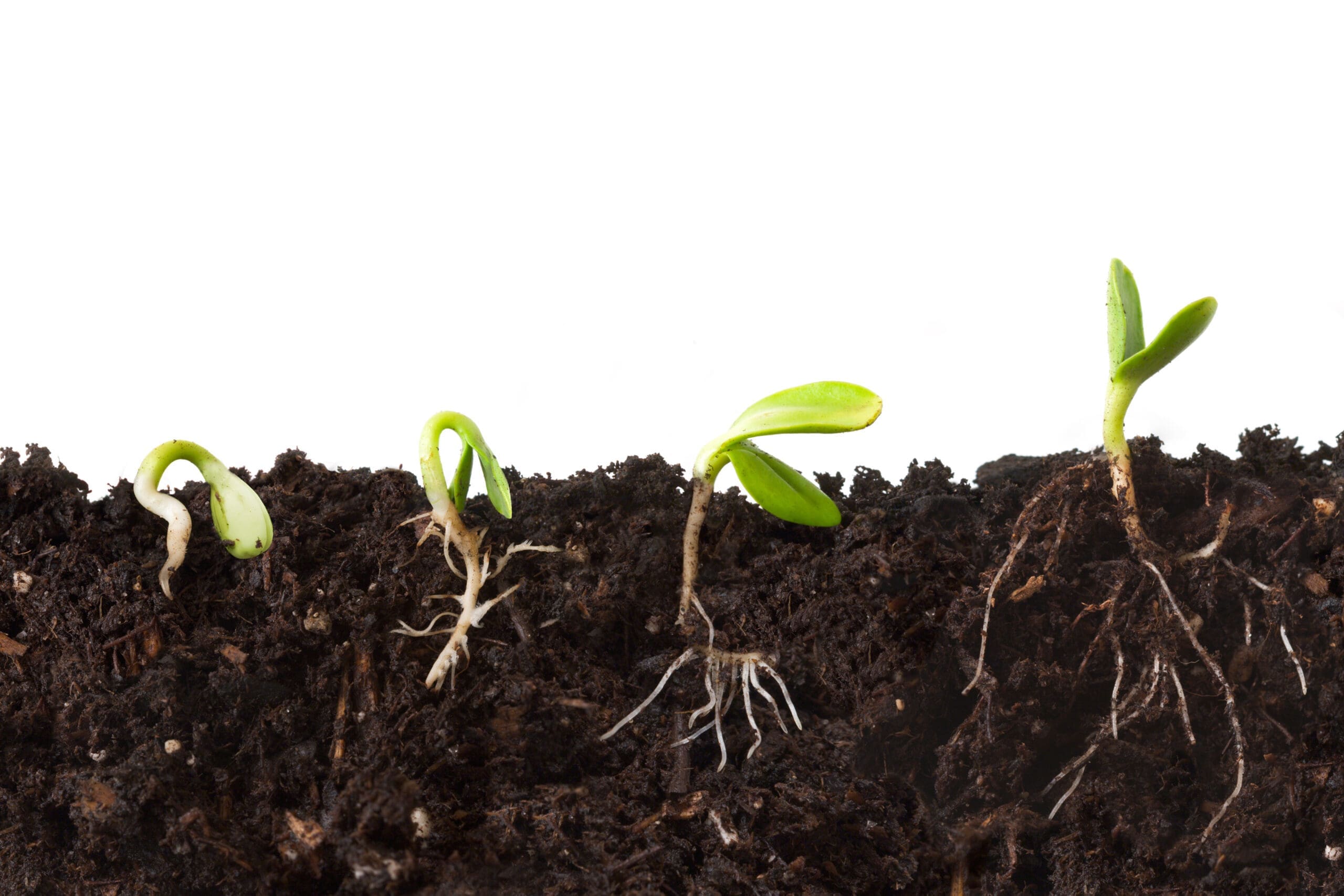 The Importance of SEO: Boosting Business Through Organic Traffic